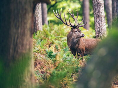 Hirsch im Wald